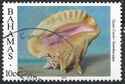 Queen Conch (Lobatus gigas)