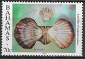 Lions-paw Scallop (Lyropecten nodosus)