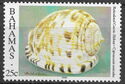 Reticulated Cowry Helmet (Cypraecassis testiculus)