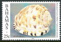 Reticulated Cowry Helmet (Cypraecassis testiculus)