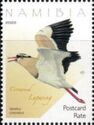 Crowned lapwing (vanellus coronatus)
