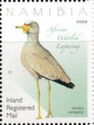 African Wattled Lapwing (Vanellus senegallus)