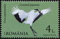 Japanese Crane (Grus japonensis)