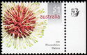 Pincushion Hakea (Hakea laurina) - 1st Reprint