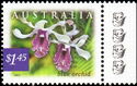 Blue Orchid (Dendrobium nindii) - (4th Reprint - 4 Koalas)