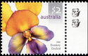Donkey Orchid (Diuris Magnifica) - (2nd Reprint - 2 Koalas)