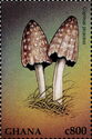Magpie Mushroom (Coprinus picaceus)