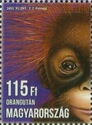 Sumatran Orangutan (Pongo abelii)