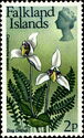 Dog Orchid (Codonorchis lessonii)