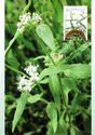 River Mint (Mentha australis)