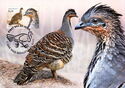 Malleefowl (Leipoa occellata)