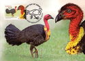 Australian Brush-Turkey (Alectura lathami)