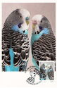 Budgerigars (Melopsittacus undulatus)