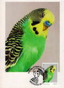 Budgerigars (Melopsittacus undulatus)