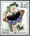 Blue Pansy (Precis orithya)