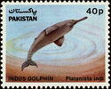 Indus Dolphin (Platanista indi)