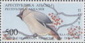 Tquarchal Region: Bohemian Waxwing (Bombycilla garrulus)
