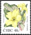 Primrose (Primula vulgaris)