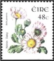Common Daisy (Bellis perennis)