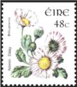 Common Daisy (Bellis perennis)