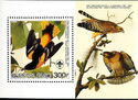 Baltimore Oriole (Icterus galbula) & Buteo lineatus