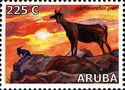 Aruban Goats (Capra hircus)