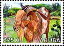 Aruban Goat (Capra hircus)
