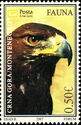 Golden Eagle (Aquila chrysaetos)