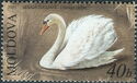 Mute Swan (Cygnus olor)
