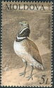 Little Bustard (Tetrax tetrax)