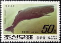 Sperm Whale (Physeter catodon)