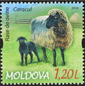 Karakul Sheep (Ovis aries)