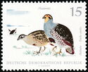 Gray Partridge (Perdix perdix)