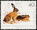 European Hare (Lepus europaeus)