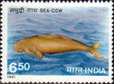 Sea Cow (Dugong dugon)