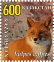 Red Fox (Vulpes vulpes)