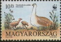 Great Bustard (Otis tarda)