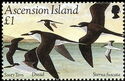 Sooty Tern (Sterna fuscata) - flock