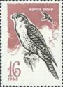 Gyrfalcon (Falco rusticolus)
