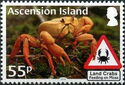 Land Crabs - Feeding on Moss