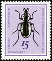 Snail-eating Beetle (Cychrus caraboides)