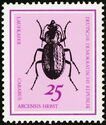Ground Beetle (Carabus arcensis)