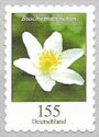 Wood Anemone (Anemone nemorosa)