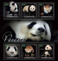 Panda Bears