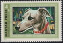 Whippet (Canis lupus familiaris)