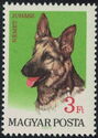 German Shepherd (Canis lupus familiaris)