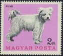 Pumi (Canis lupus familiaris)