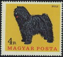 Puli (Canis lupus familiaris)