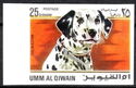 Dalmatian Dog (Canis lupus familiaris)