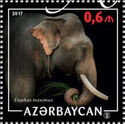 Asian Elephant (Elephas maximus)